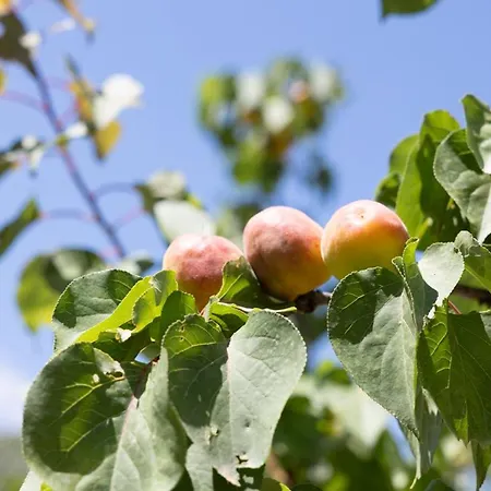 Dom wakacyjny Adriana's House Kardamyli Prosilio Prosilio (Peloponnese)